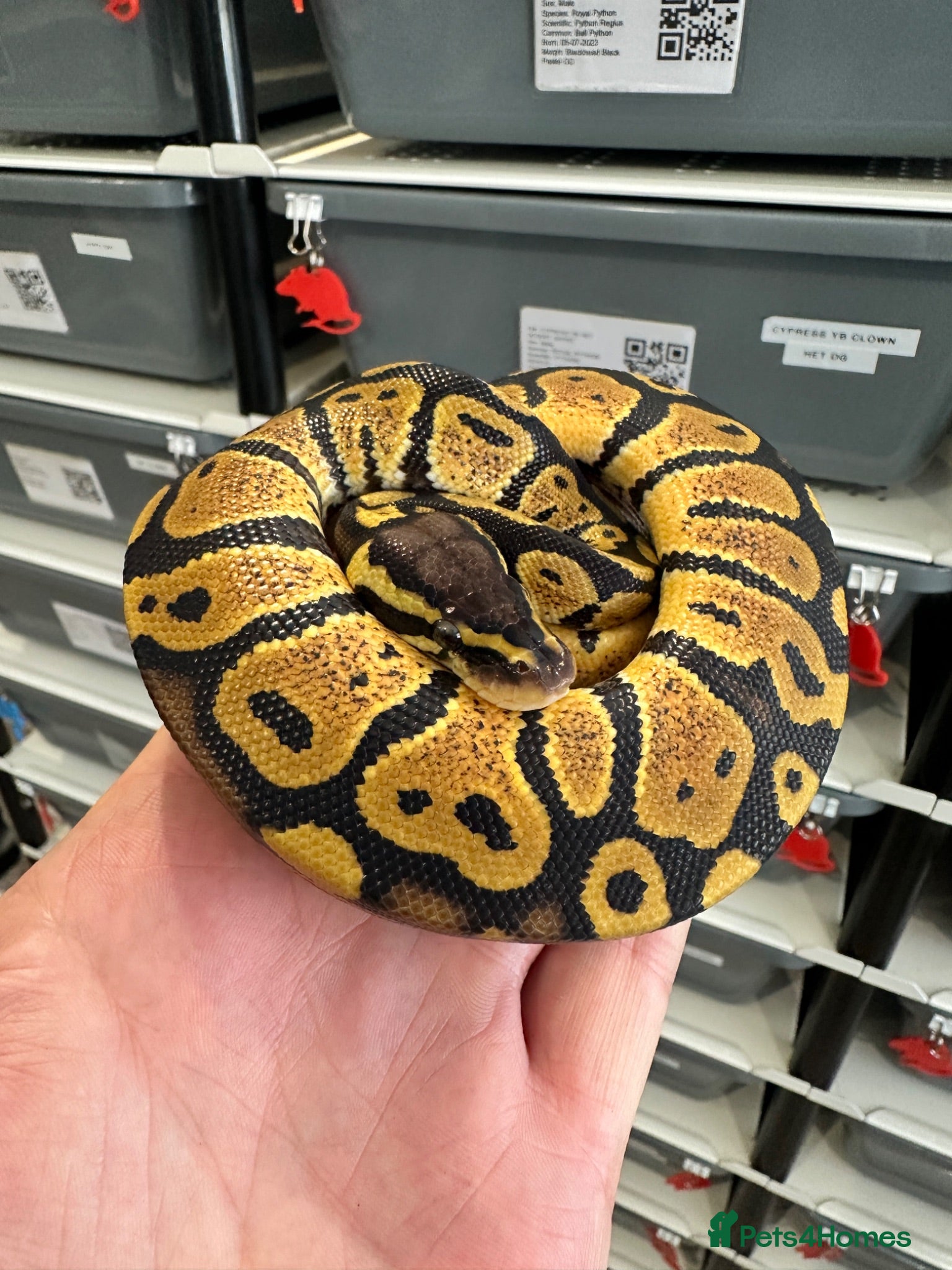 Python Snake reptiles Beautiful Royal Pythons for sale  - Advert 13