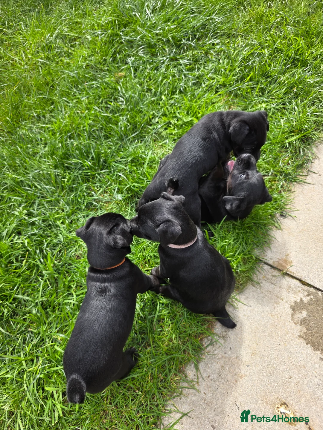 Patterdale Terrier dogs for sale: Patterdale Terrier Puppies  in Derby - Advert 2