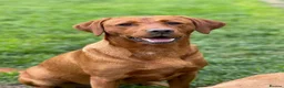 Labrador Retriever dogs for sale: True Fox Red Labrador Litter Boys & Girls  - Advert 8
