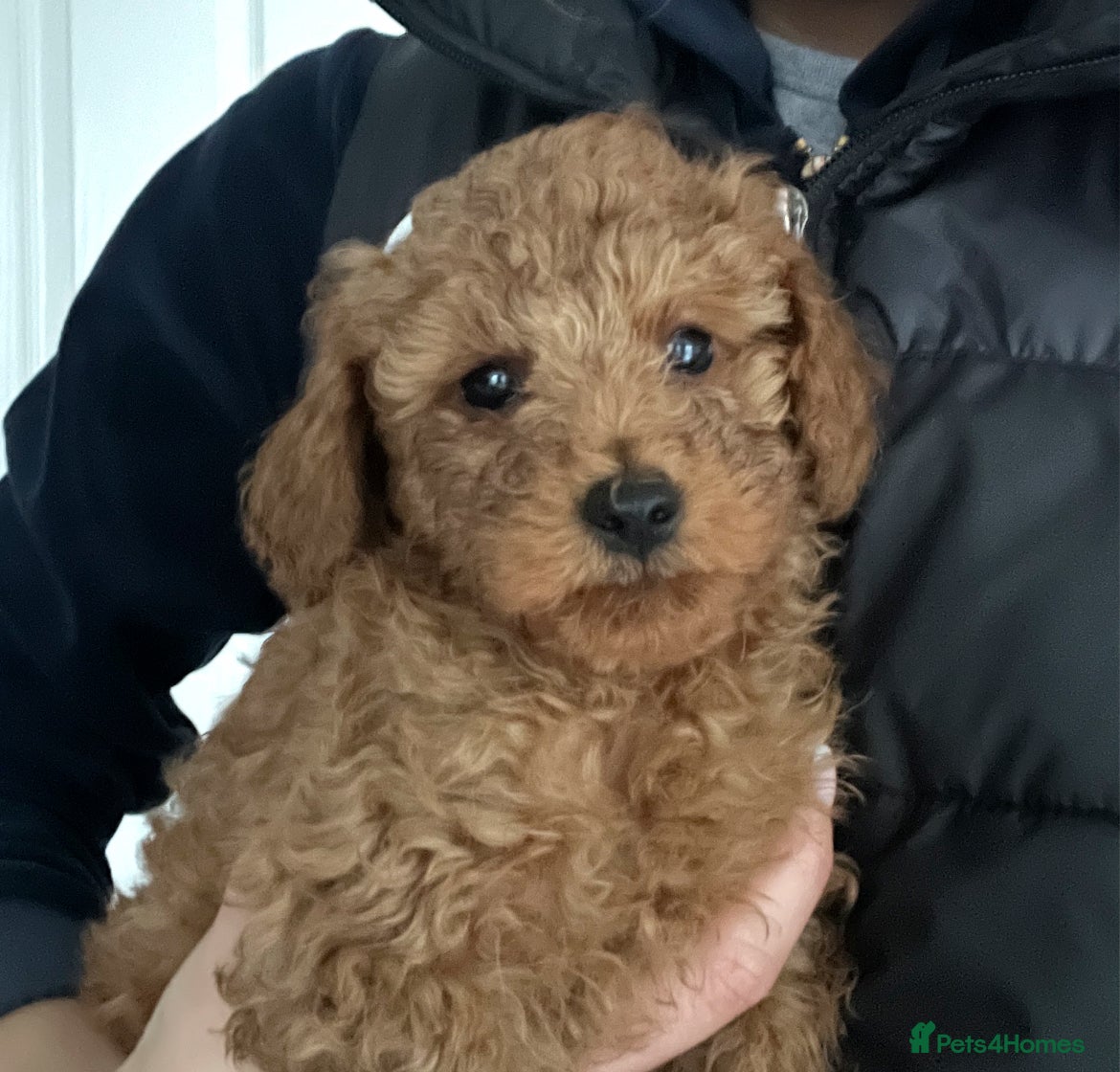Toy Poodle dogs Pure toy poodle pups - Advert 16