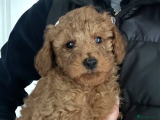 Toy Poodle dogs Pure toy poodle pups - Advert 16