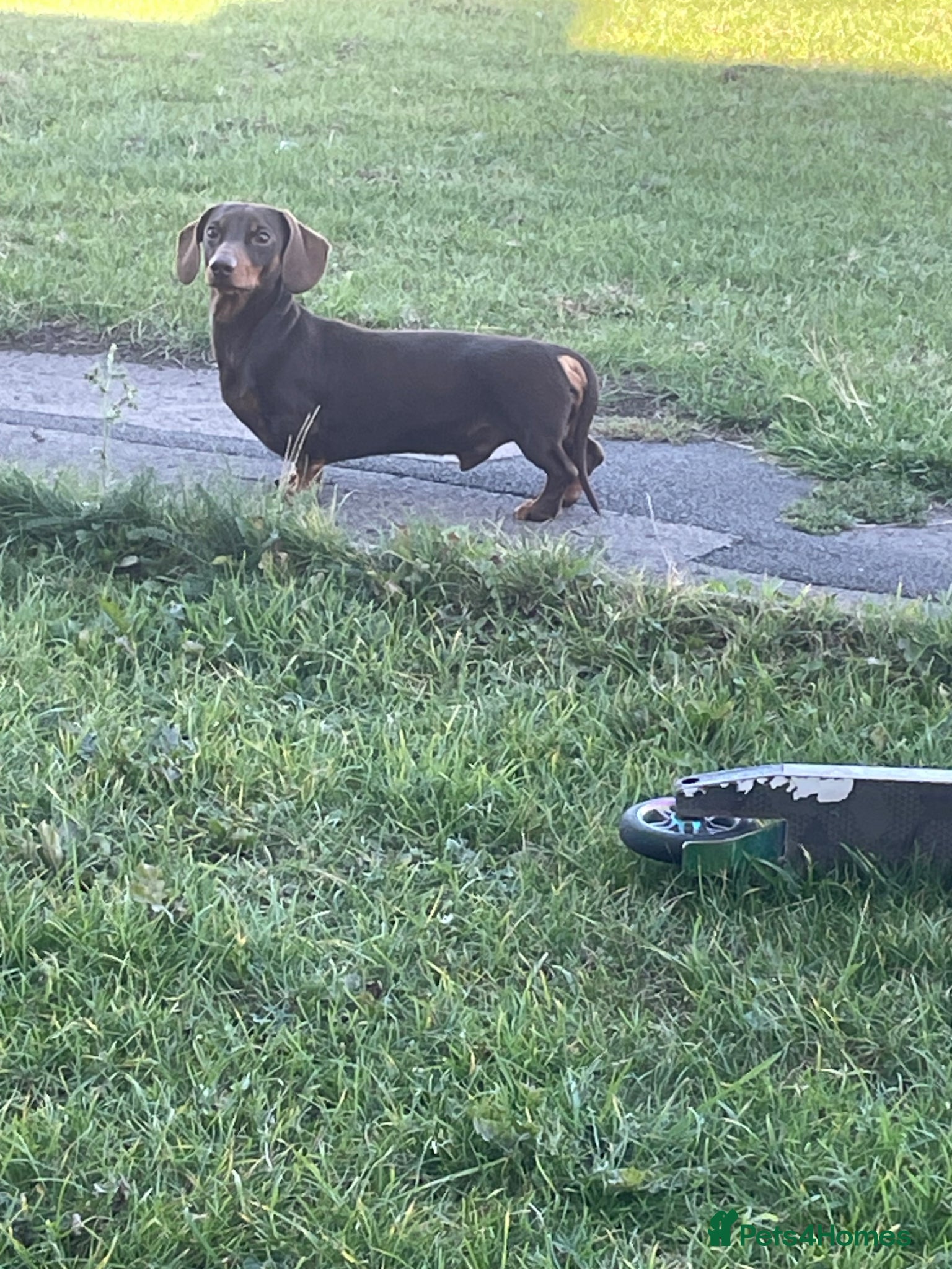 Miniature Dachshund dogs Chocolate and tan miniature dachshund - Advert 2