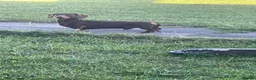 Miniature Dachshund dogs for sale: Chocolate and tan miniature dachshund - Advert 1