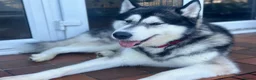 Alaskan Malamute dogs for stud: Two kc registered Male Alaskan malamutes for stud - Advert 7