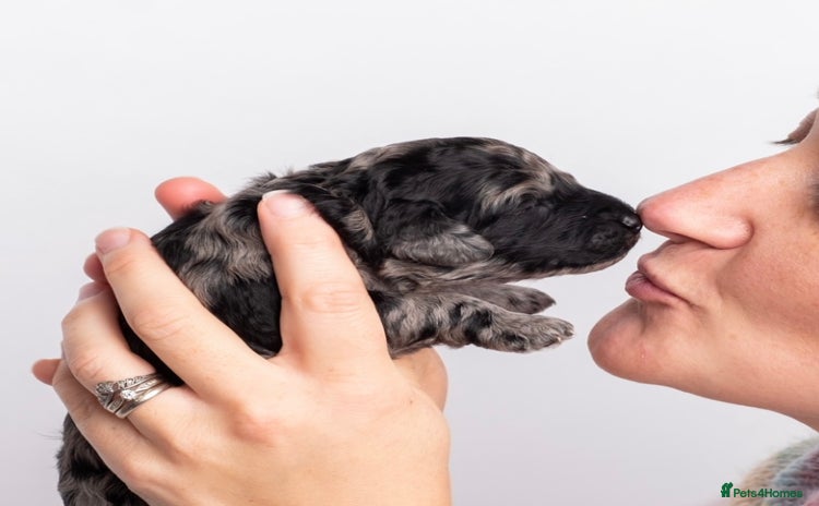 Labradoodle dogs in Harlow - Advert 2
