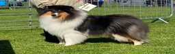Rough Collie dogs for sale: Rough collie  - Advert 4