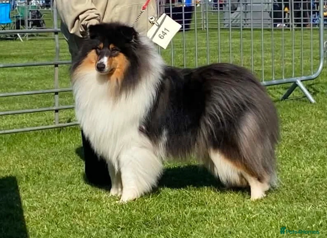 Rough Collie dogs for sale: Rough collie  - Advert 4
