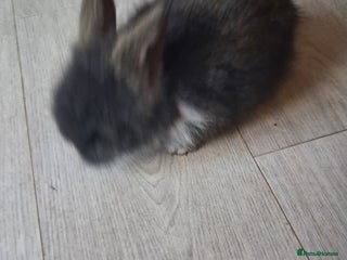 Lionhead rabbits - Advert 6