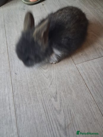 Lionhead rabbits - Advert 4