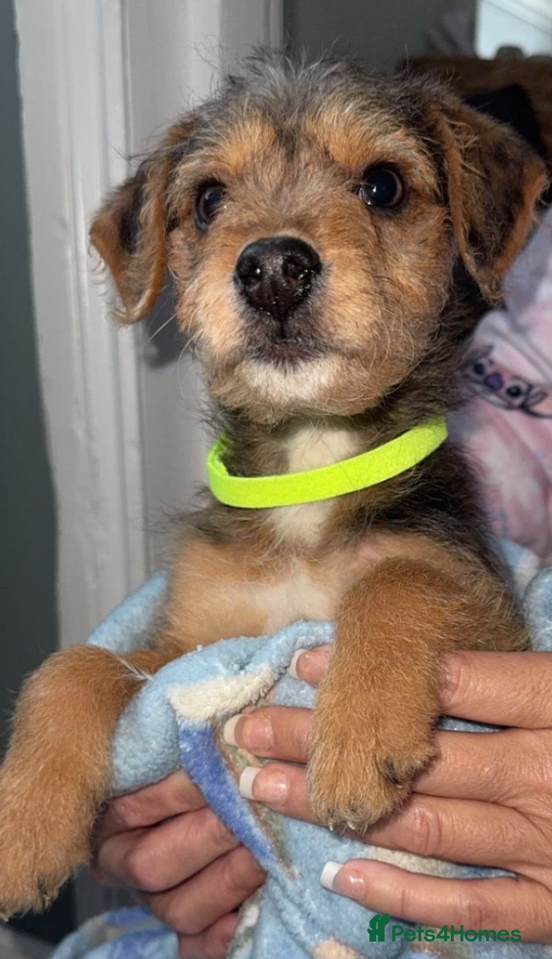 Jackapoo dogs for sale: Miniature jackpoo puppies  - Advert 2