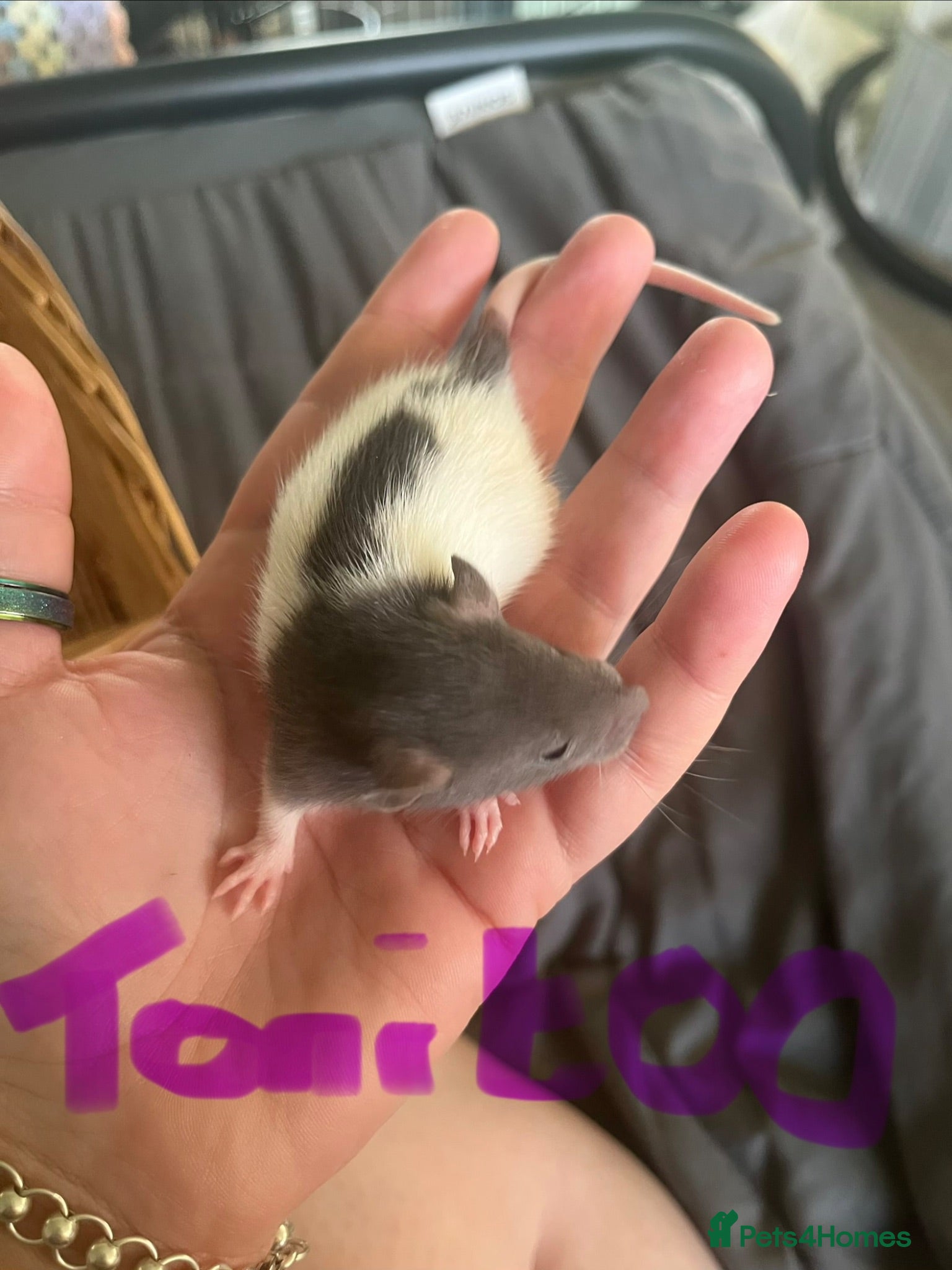 Rat rodents 8 baby girl rats - Advert 15