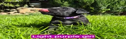 Labrador Retriever dogs for sale: Beautiful Black Labrador Puppies - Advert 20