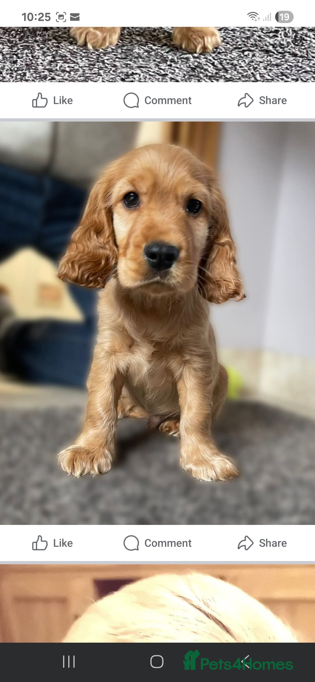 Cocker Spaniel dogs KC Golden Show Spaniels - Advert 10