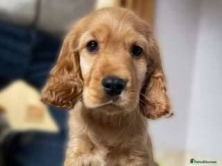 Cocker Spaniel dogs - Advert 9