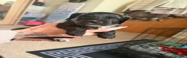 Mixed Breed Puppy 3