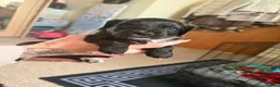 Mixed Breed dogs for sale: Beautiful cockapouchhi puppies smoke free home  in Pontypool - Advert 4
