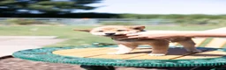 Japanese Shiba Inu dogs for sale: Outstanding original Japanese Shiba Inu puppies  - Advert 17