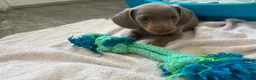 Miniature Dachshund dogs for sale: KC Reg Miniature Dachshund Puppies For Sale - Advert 6