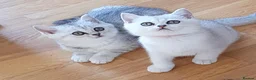 British Shorthair cats for sale: ✨British Shorthair Silver‑Shaded Chinchilla Kitten - Advert 10