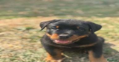 Rottweiler dogs in Stanford-le-Hope - Advert 8