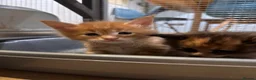 Maine Coon cats for sale: TICA registered Maine Coons - Advert 8