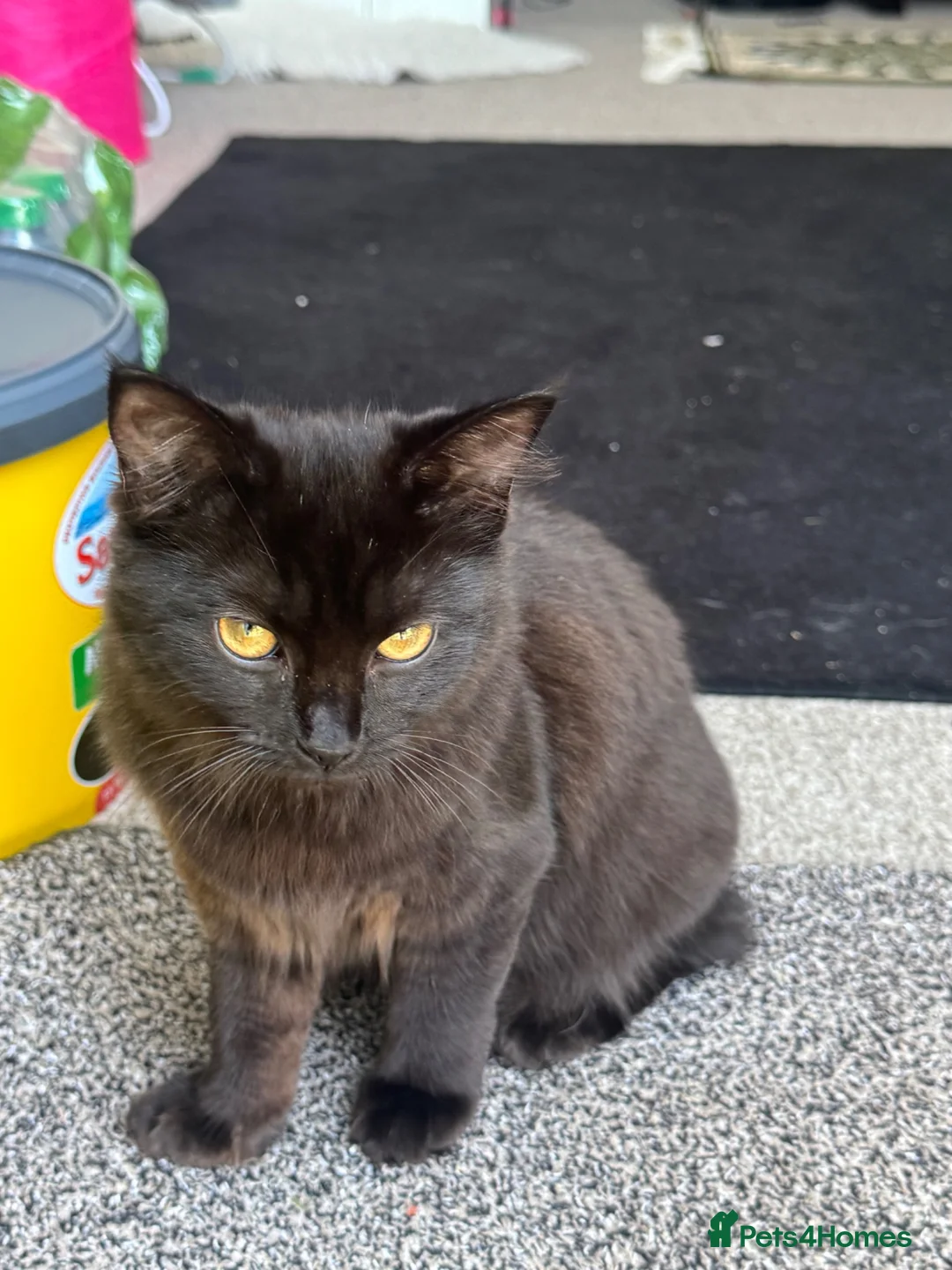 Mixed Breed cats for sale: Half ragdoll in Leicester - Advert 2