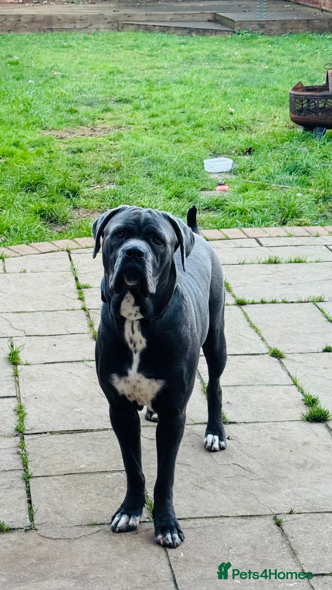 Cane Corso dogs for sale: Cane corso (kylo) - Advert 4