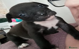 Mixed Breed dogs for sale: French bulldog cross American bulldog  - Image 2