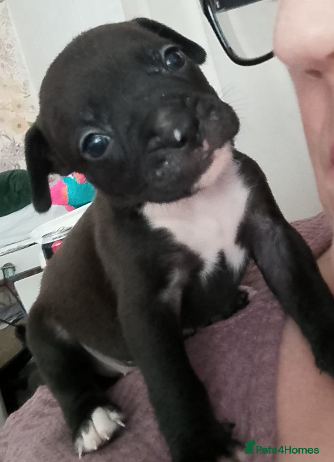Mixed Breed dogs for sale: French bulldog cross American bulldog  - Image 2