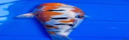 Koi Carp fish for sale: Small Medium & Large Koi Pond Fish in Chorley Carp - Advert 3