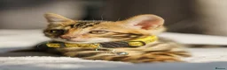 Bengal cats for sale: ONLY 4 LEFT - HEALTH/DNA TESTED BENGALS - Advert 13