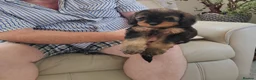 Cavapoo dogs for sale: ADORABLE DNA TESTED TOY CAVAPOO PUPPY'S  - Advert 8