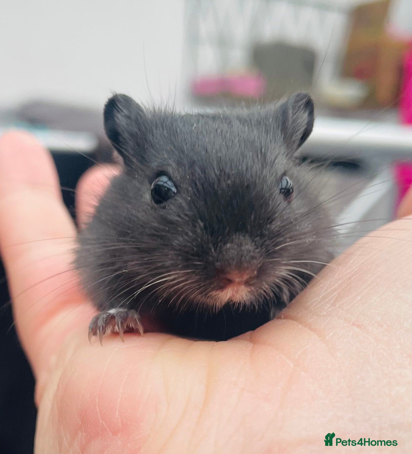 Gerbil rodents Baby Gerbils - Advert 7