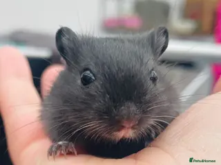 Gerbil rodents Baby Gerbils - Advert 7