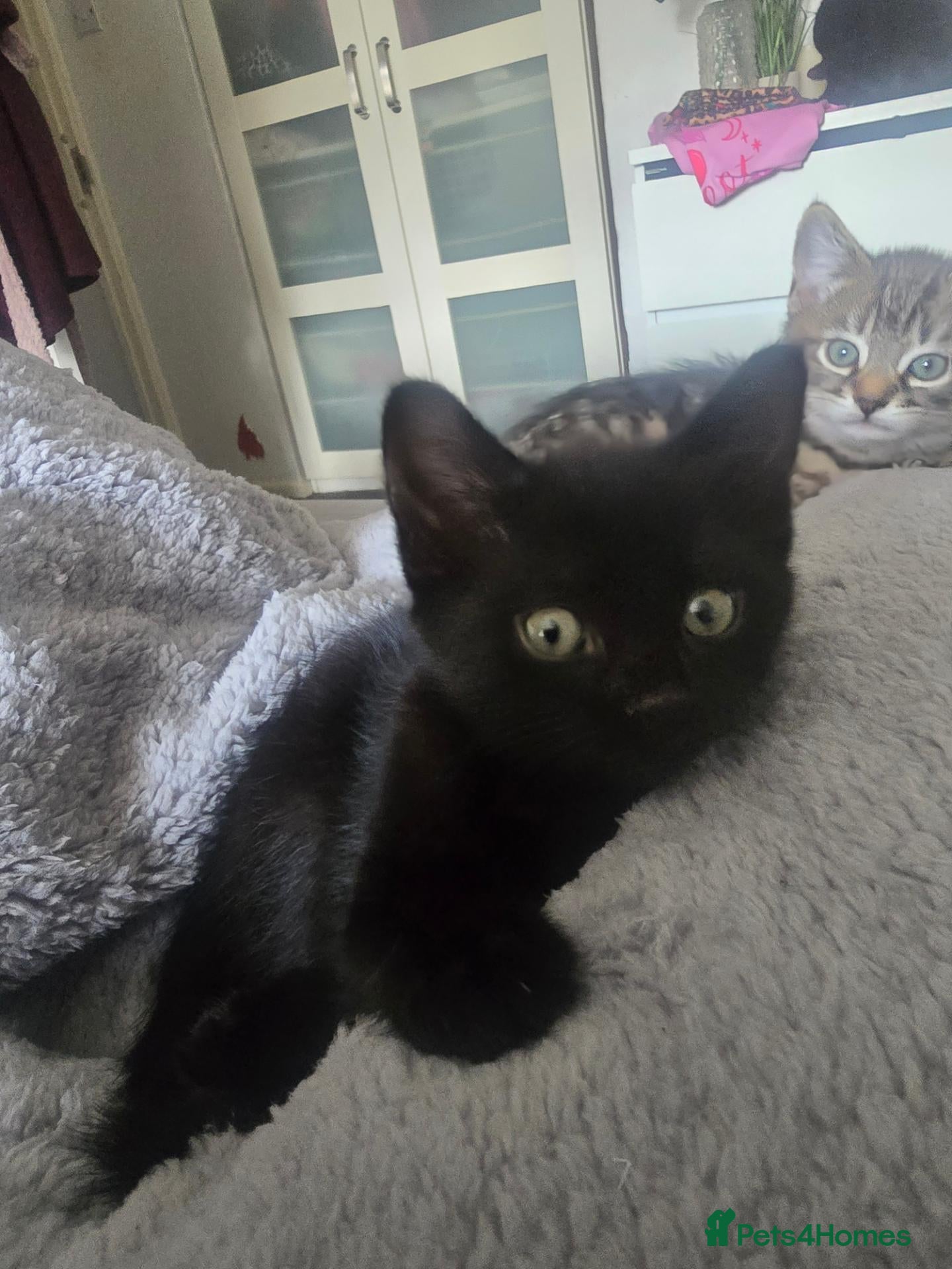 Mixed Breed cats One Little Lady (Brenda) Left! - Advert 13