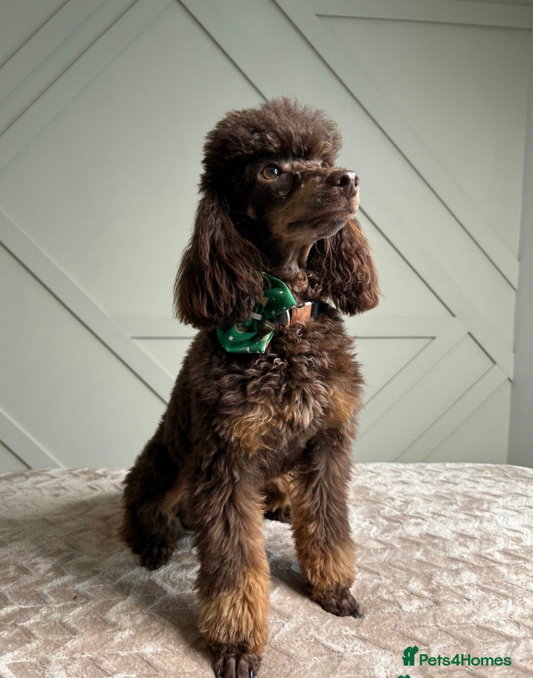 Cavapoo dogs for sale: Extensive health tested f1 cavapoo pups males  - Image 6