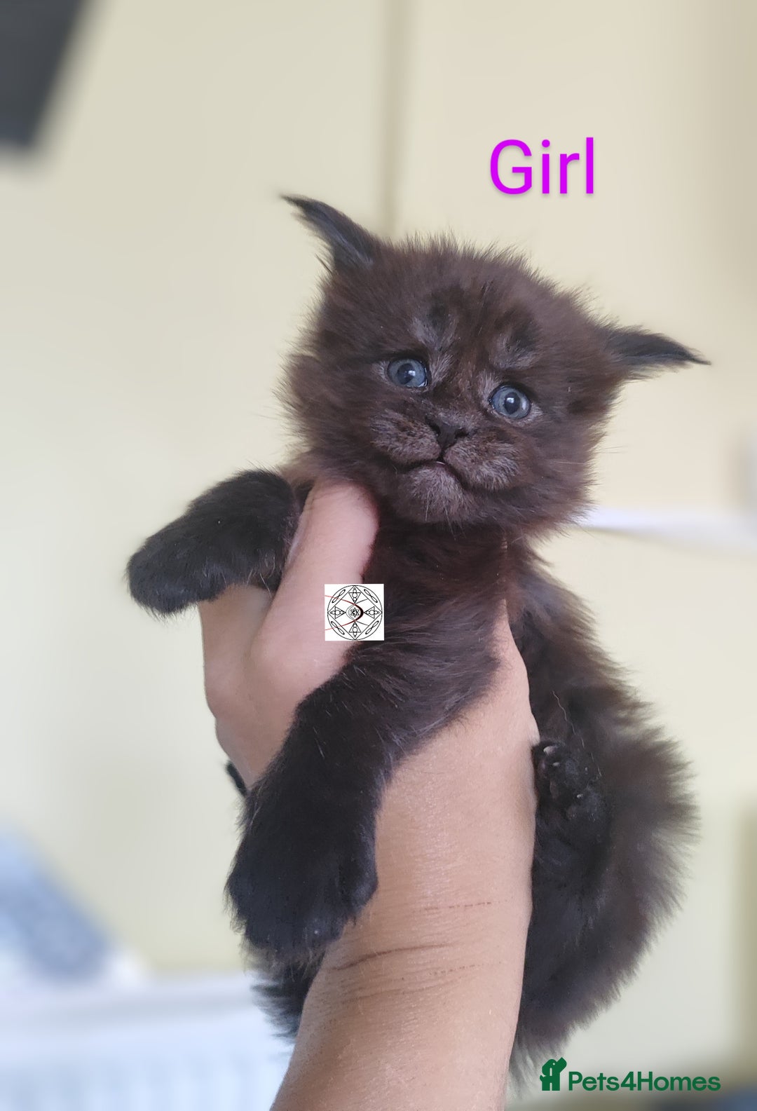 Maine Coon cats for sale: Absolutelly gorgeous kittens  - Image 6