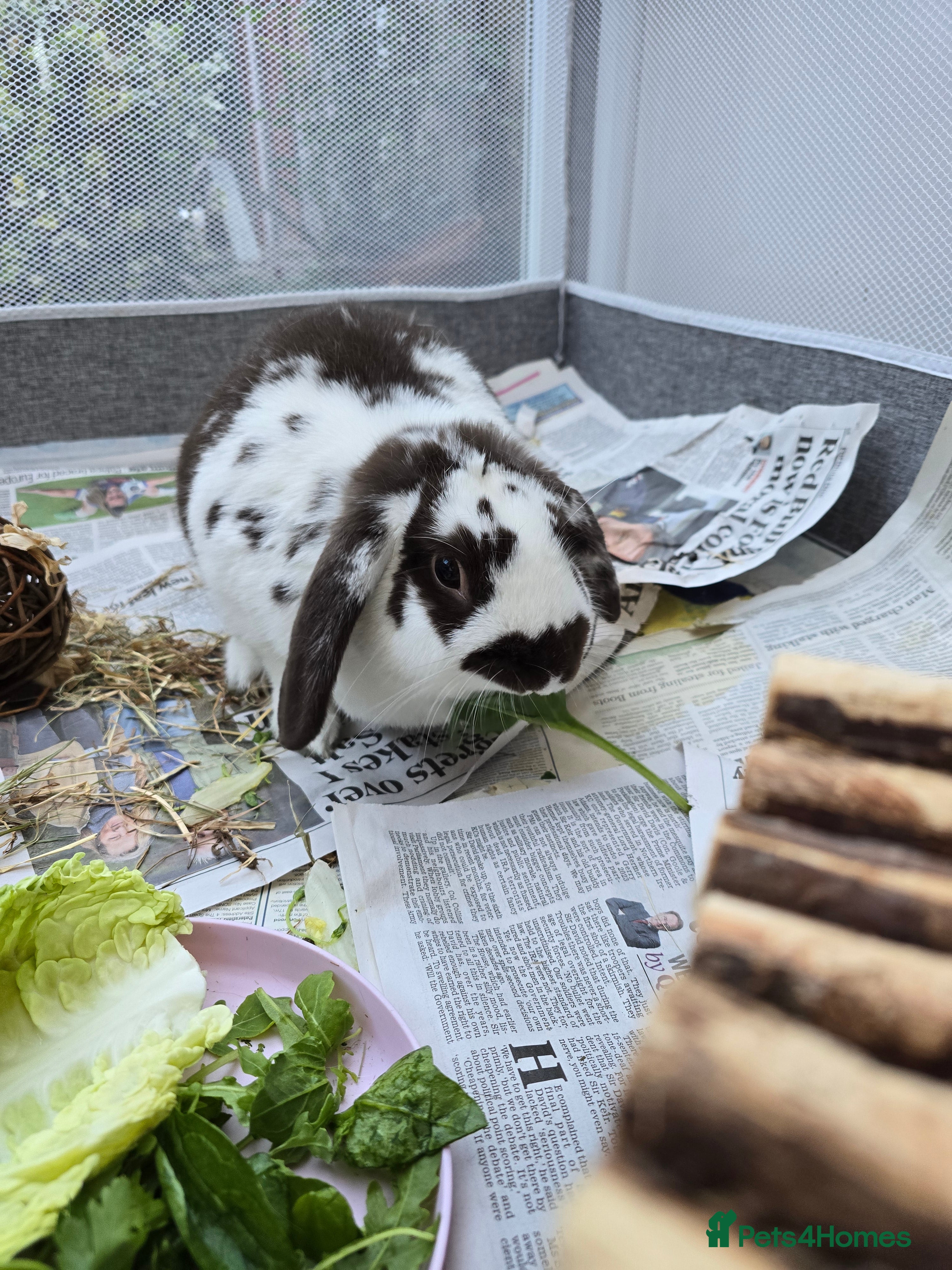 English Lop rabbits Lop rabbit  - Advert 3