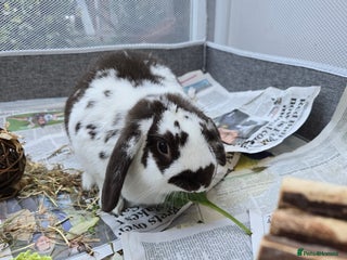 English Lop rabbits - Advert 2