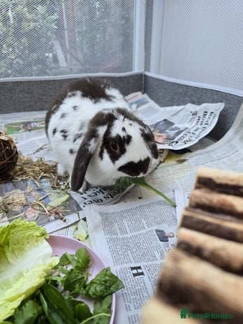 English Lop rabbits - Advert 1