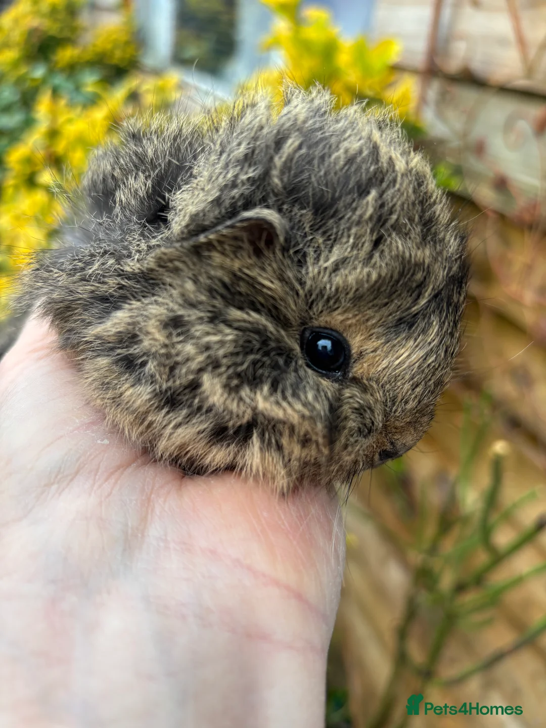 Guinea Pig rodents for sale: Adorable baby Guinea pigs for sale - Advert 6