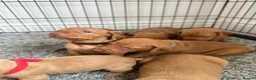 Hungarian Vizsla dogs for sale: Champion KC registered Hungarian Vizsla puppies  - Advert 5