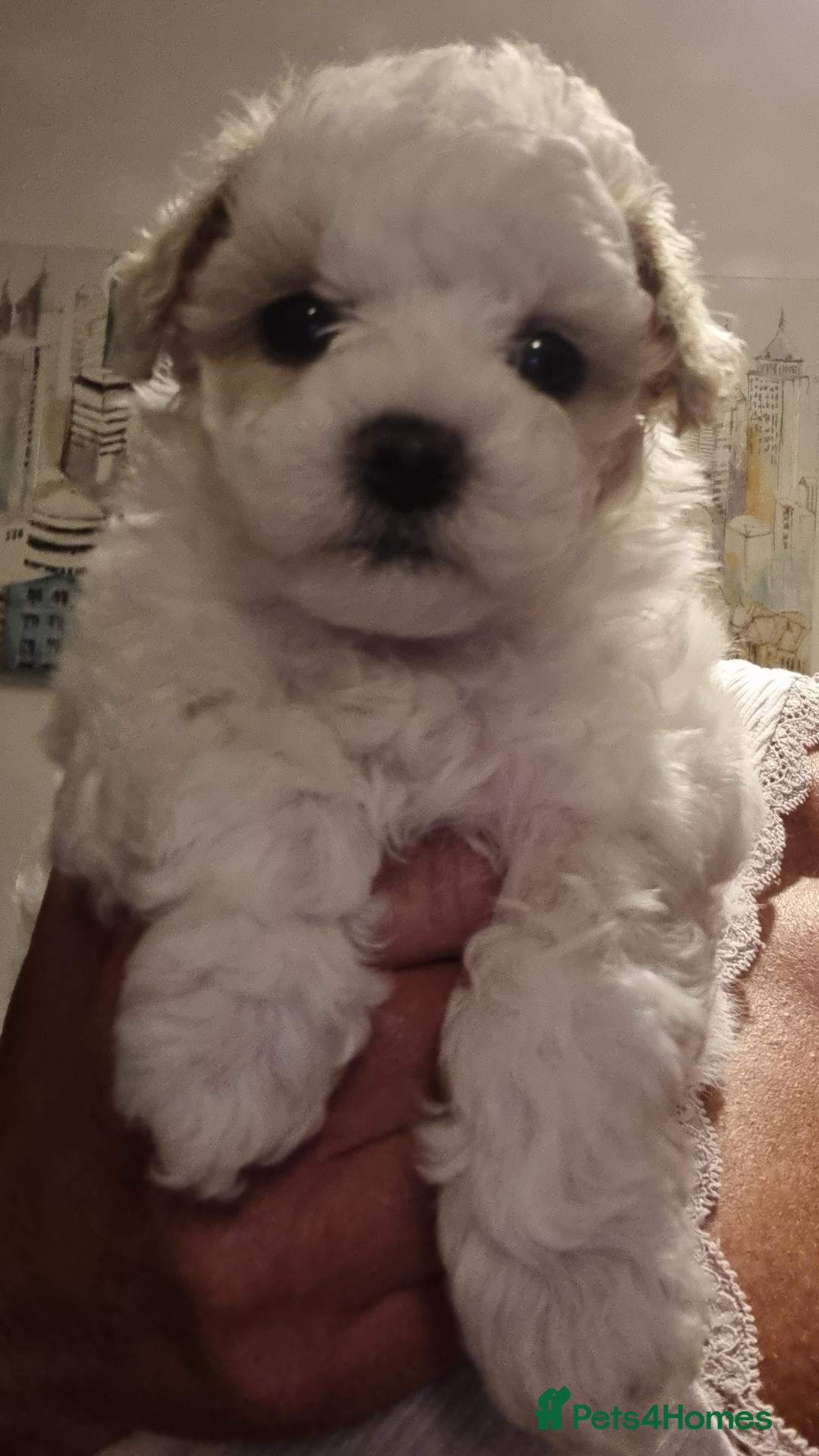 Maltipoo dogs Last boy Miniature Maltipoo remaining 🐾 - Advert 6