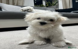 Maltese dogs for sale: BEAUTIFUL PURE MALTESE PUPPIES; fully vaccinated in ELY - Image 1