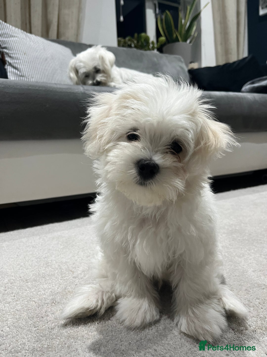 Maltese dogs for sale: BEAUTIFUL PURE MALTESE PUPPIES; fully vaccinated in ELY - Image 1