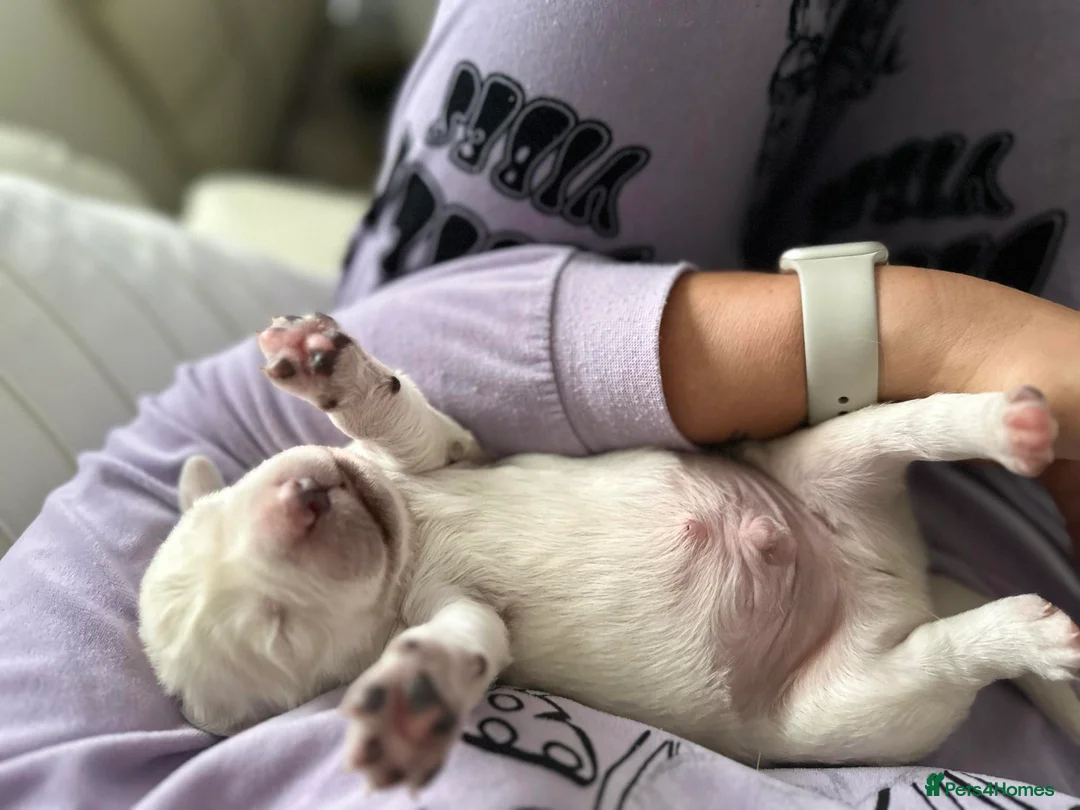 Golden Retriever dogs for sale: February Litter Announcement  - Advert 19