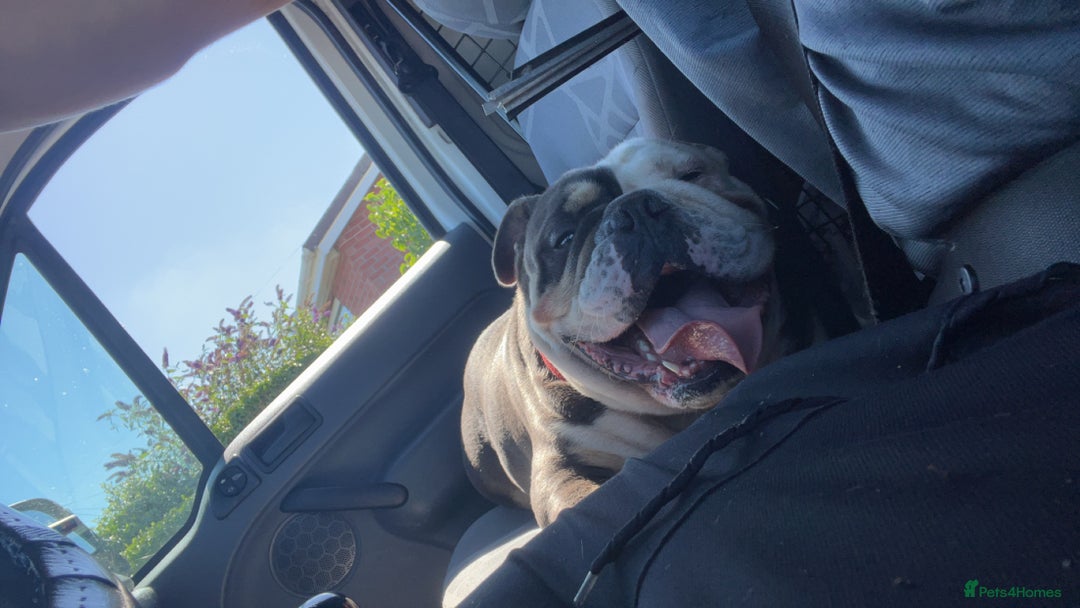 English Bulldog dogs for sale: English bulldog looking for new forever home - Image 4
