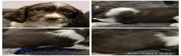 English Springer Spaniel dogs for sale: 7 stunning springer spaniels 🐾 - Advert 11