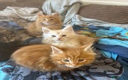 Maine Coon cats for sale: 5 tica registered mainecoon kittens  - Image 20