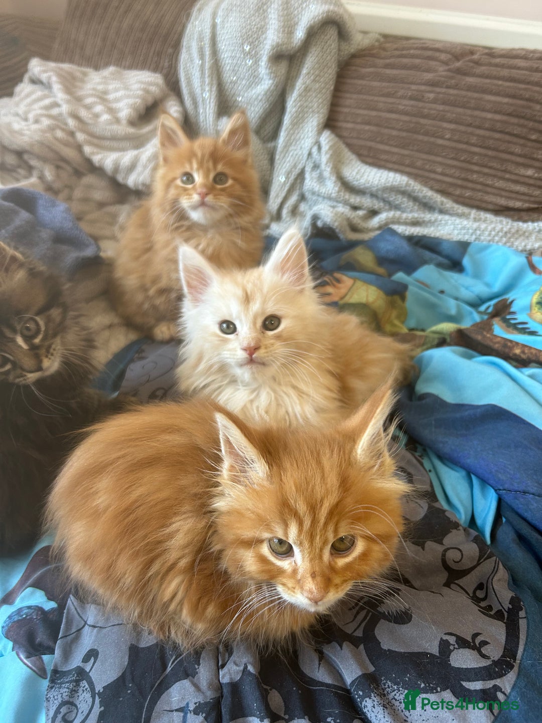 Maine Coon cats for sale: 5 tica registered mainecoon kittens  - Image 20